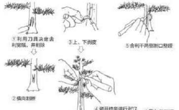 盆景舍利干怎么制作的5个技术