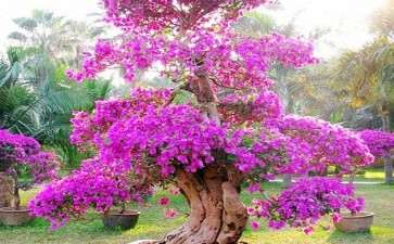 紫荆花盆景怎么选盆用土的方法