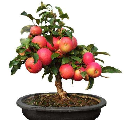 苹果盆景生长季怎么修剪的方法