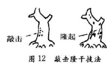 图解 盆景怎么造型的2个特殊技艺