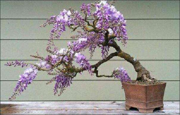 紫藤盆景多年不开花 有5个方法解救