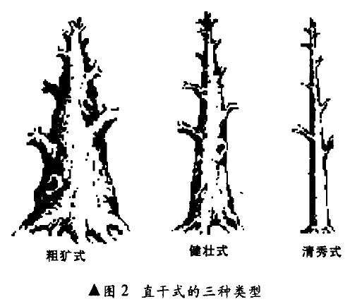 图解直干式树木盆景怎么制作的7个方法 Penjing8 盆景吧