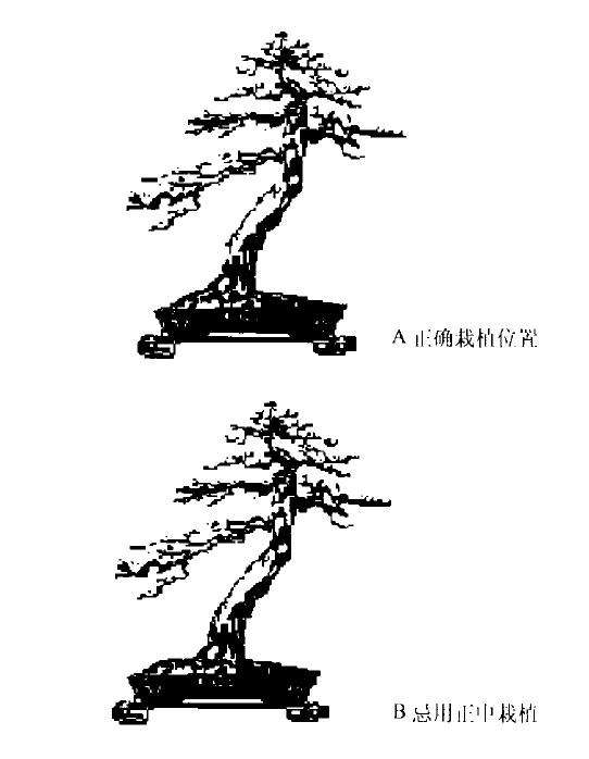图解 斜干式树木盆景怎么制作的方法