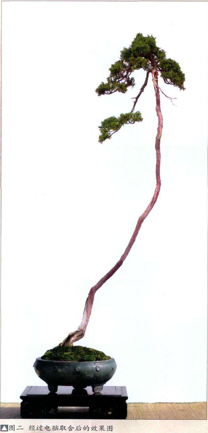 文人树与素仁格盆景制作对枝托怎么取舍