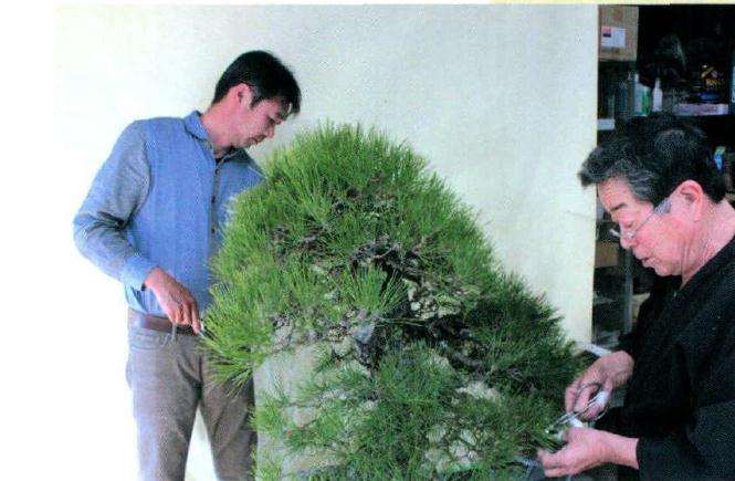 图解 日本人演示黑松盆景怎么制作的方法