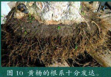 黄杨盆景的根系十分发达