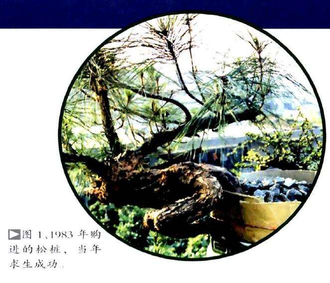 图解 历时30年制作山松盆景的过程