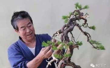 图解 日本展示赤松盆景怎么制作的过程