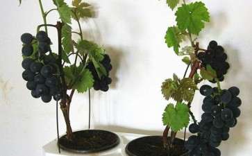 葡萄盆景怎么施肥换盆的3个步骤