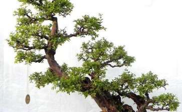 盆景树木生长时怎么防治病虫害的4个方法