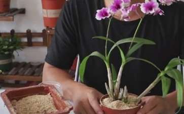 图解 石斛兰花卉换盆的5个过程 图片