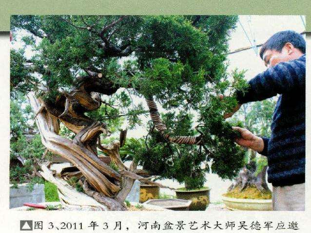 河南盆景艺术大师吴德军应邀对此树进行进一步制作