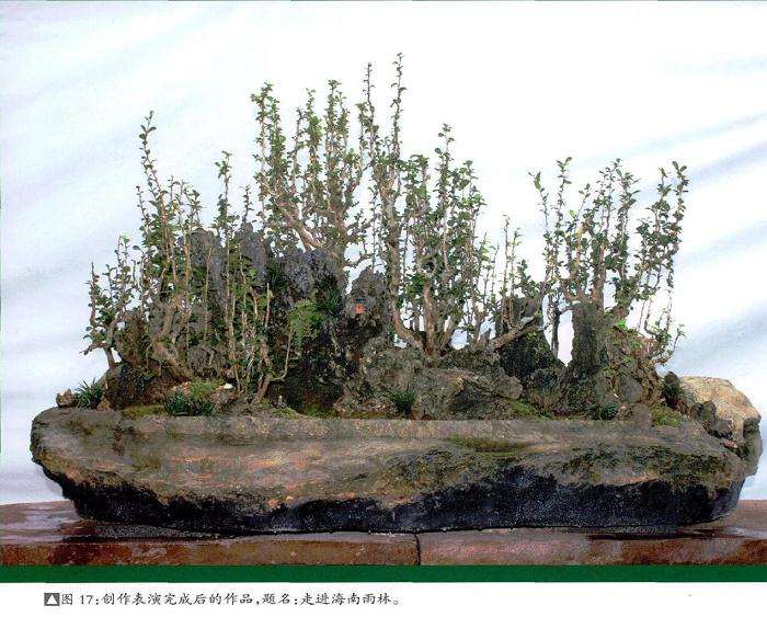 笔者应邀在海南花卉大世界园区做了一盆特大型雨林式盆景制作示范表演