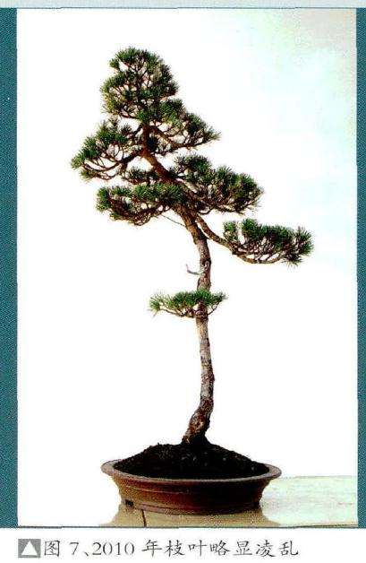 图解 文人树盆景《高士图》的制作过程