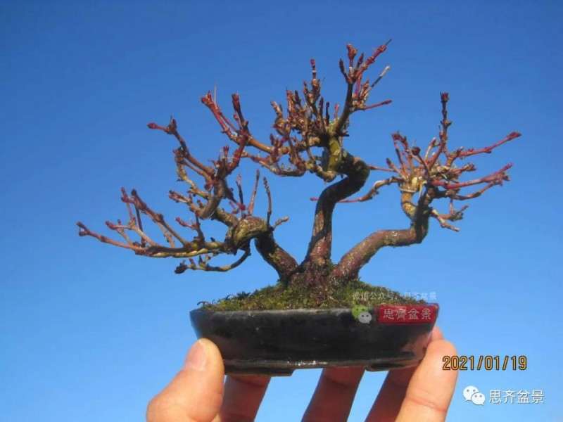 红枫小苗9年制作微型盆景的过程