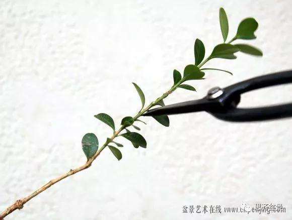 图解 黄杨盆景怎么穿接补枝的方法