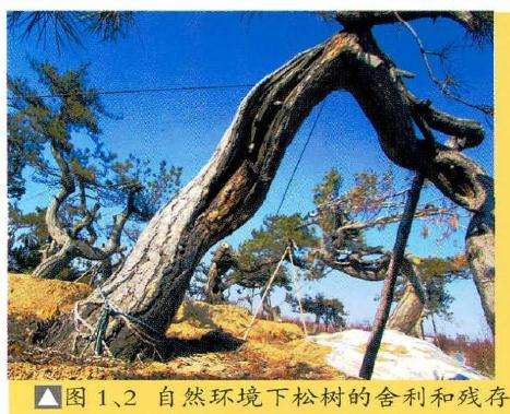 自然环境下松树的舍利和残存的断枝