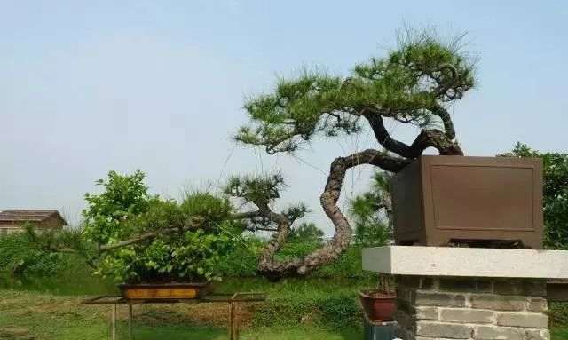 图解 韩学年演示松树盆景的制作过程
