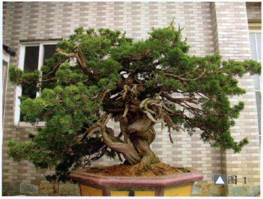 制作前的台湾真柏各面树相该桩材人工培育逾数十年