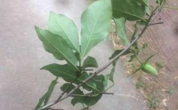 老鸦柿下山桩生桩到4个月了没发芽