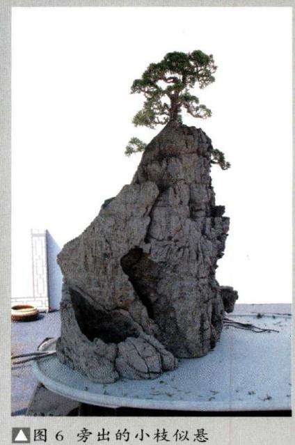 旁出的小枝似悬崖上生长的小树