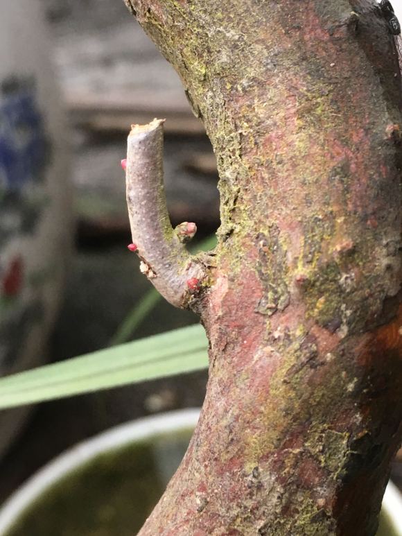 乌饭树下山桩生桩种下多久发芽