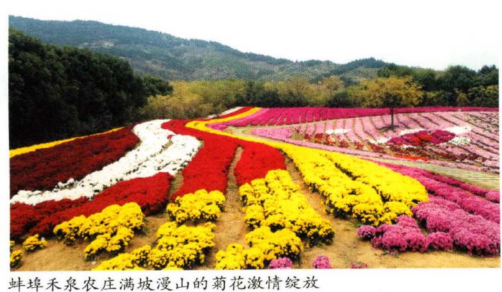 南农大菊花研发成果助力花海经济发展