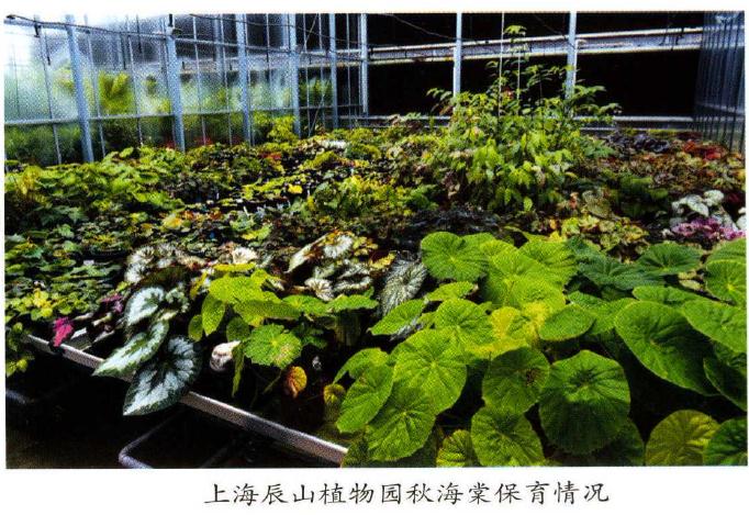 国产秋海棠属植物怎么保护的方法