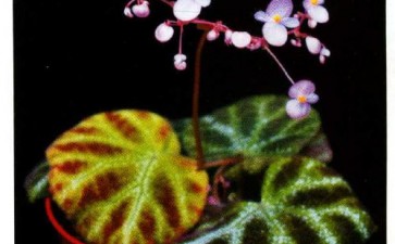 国产秋海棠属植物怎么应用的方法