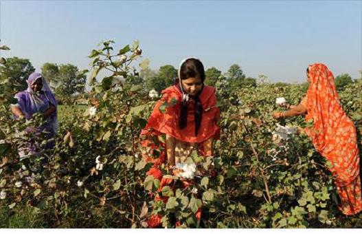 2020年 印度将向花农提供4000万卢比援助