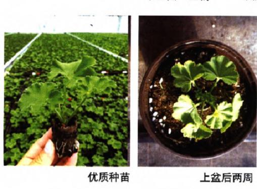 天竺葵怎么基质配制和移栽的方法