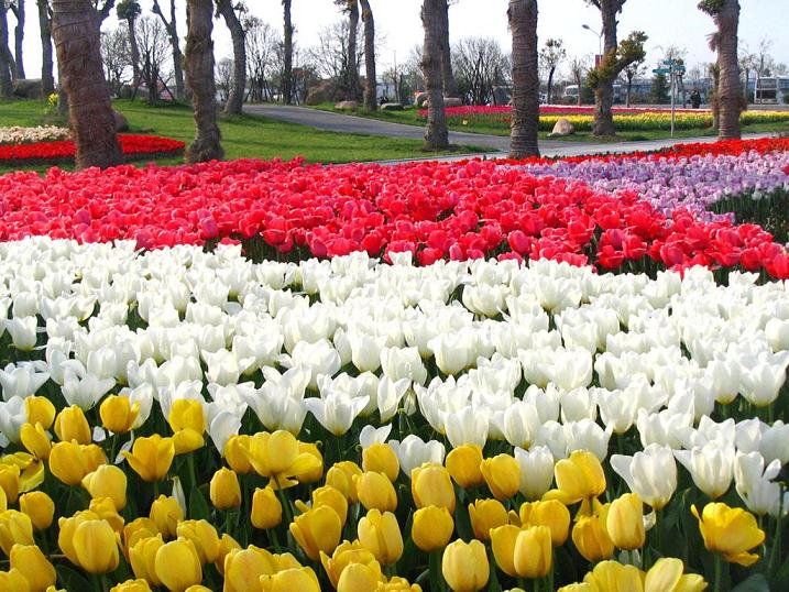 2020年4月上海花卉行情报告