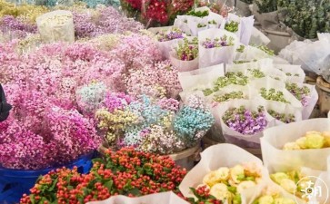 2020年11月 广州鲜切花市场行情
