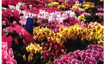 海南三亚国家热带兰花种质资源库