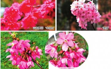 武汉市国家樱花种质资源库