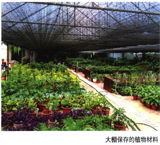 西安植物园秦岭宿根花卉种质资源库