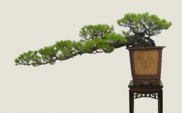 2020年萍乡盆景艺术协会年会圆满举行
