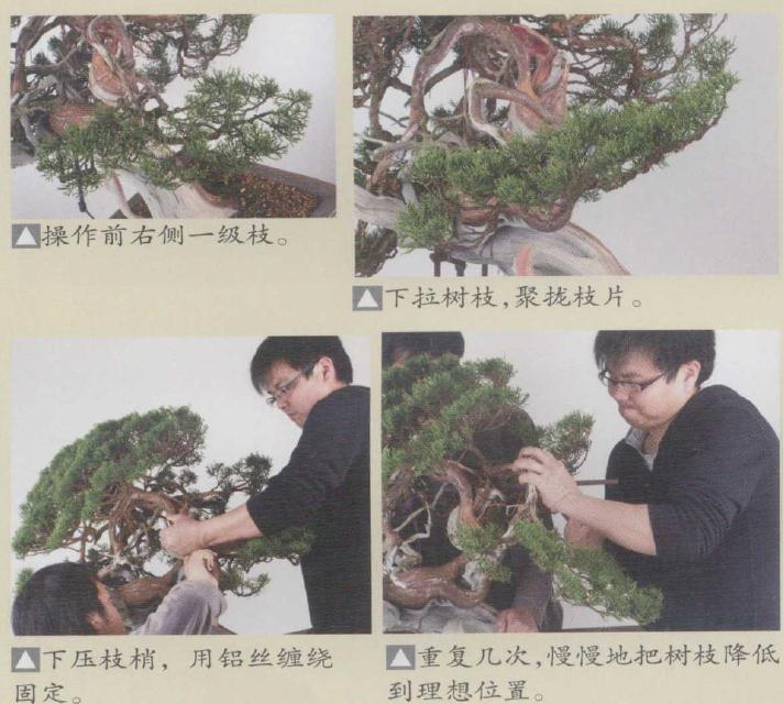 图解 日本真柏盆景怎么造型的实例