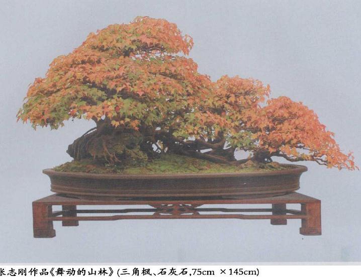 枫树盆景的树种特点是什么