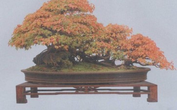 枫树盆景的树种特点是什么