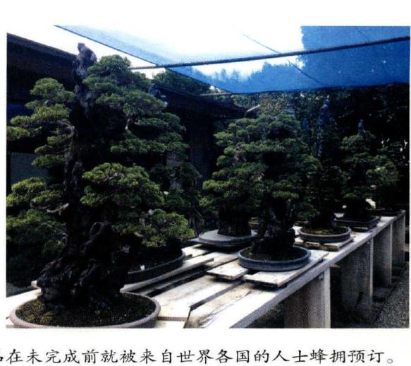 图解 木村先生制作描绘的丛林盆景景观