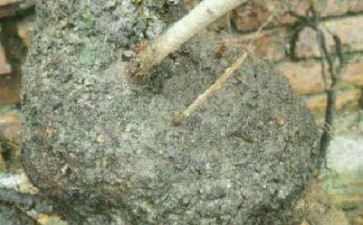 这小叶鼠李下山桩的造型可以吗 图片