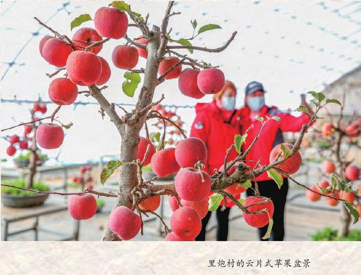 2020年苹果盆景为里炮村增收了200万