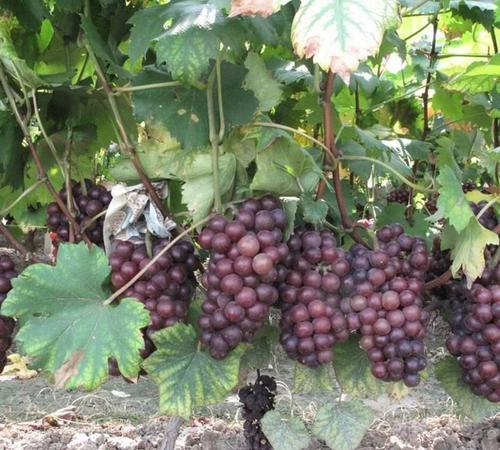 高品质金手指葡萄盆景怎么配置营养土