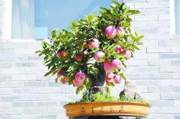 盆栽苹果怎么矮化的材料和方法