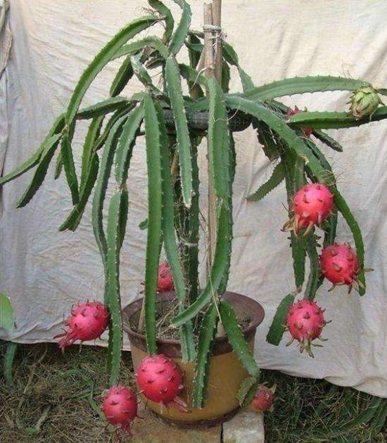 火龙果盆栽怎么浇水的方法