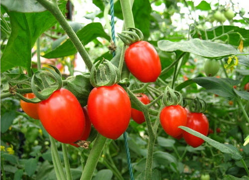 樱桃番茄盆栽怎么选用种植容器的方法