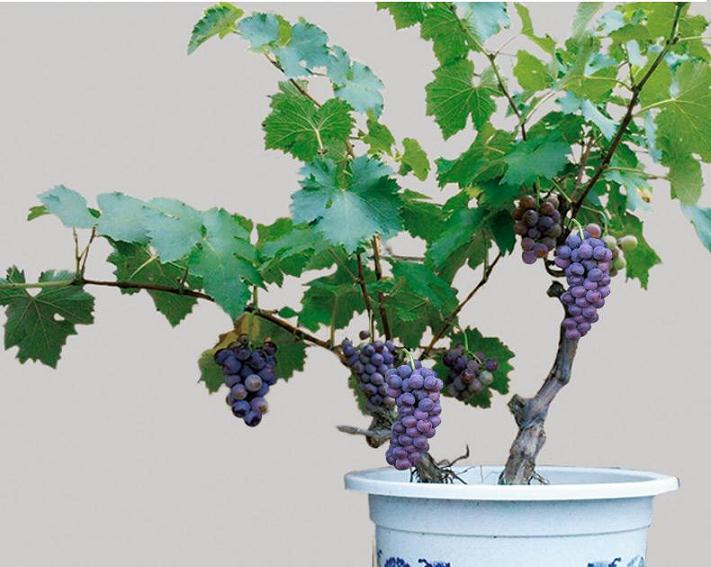 盆栽葡萄怎么容器选择的3个方法