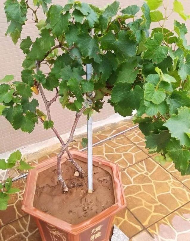 盆栽葡萄怎么定植