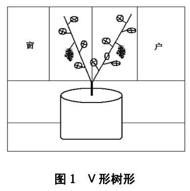 葡萄盆栽的架式和整形方法